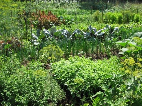 nông nghiệp hữu cơ bền vững