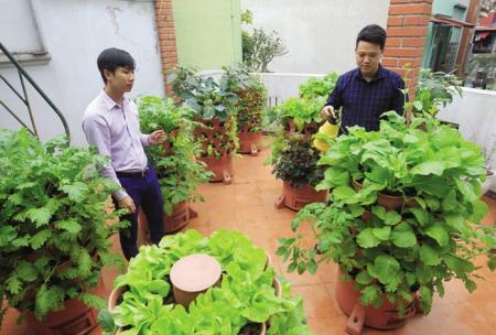 mô hình trồng rau trên sân thượng