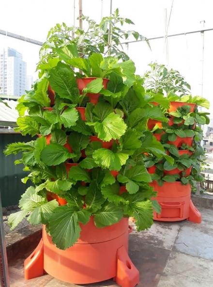 Mua bán tháp trồng rau sạch ở quận Tân Bình