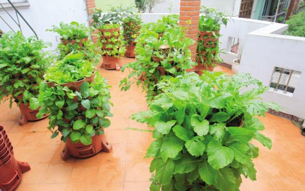 Mua Bán tháp trồng rau hữu cơ tại Bình Tân , TP HCM