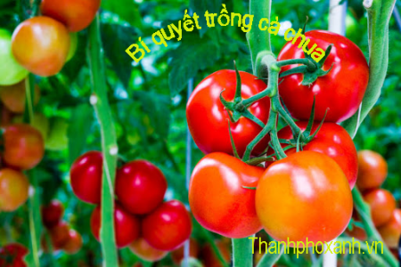 Cách trồng Và chăm sóc cà chua sai trĩu quả.