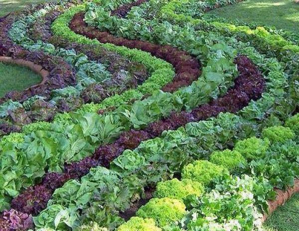  Các bước thiết lập nền Nông nghiệp hữu cơ bền vững