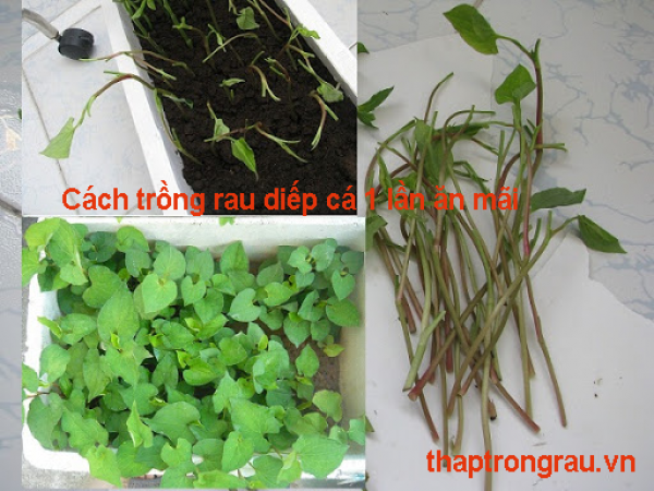 Triển khai mô hình trồng rau sạch trong nhà lưới ở xã Trung Hải  Đảng Bộ  Tỉnh Quảng Trị