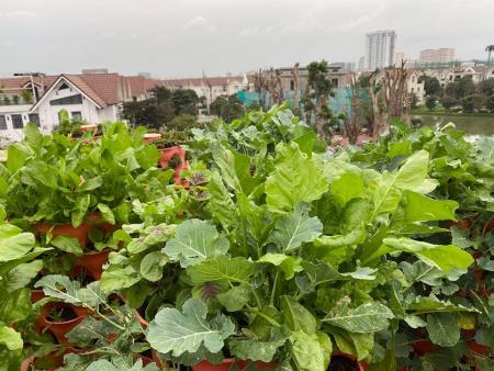Những loại rau chỉ cần trồng 1 lần ăn quanh năm trên sân thượng.