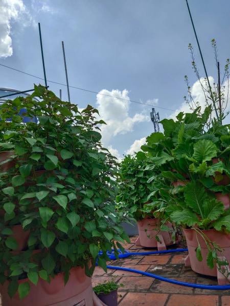 Mua tháp trồng rau hữu cơ Tại Biên Hòa, Đồng Nai.