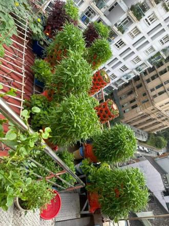 tháp trồng rau eco