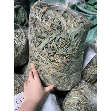 Lá Tren Gai – Công Dụng, Cách Sử Dụng và Địa Chỉ Mua Hàng Uy Tín tại Thành Phố Xanh