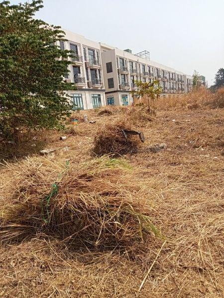 Tại Sao Nên Chọn Dịch Vụ Cắt Cỏ Của Thành Phố Xanh Tại Thủ Đức?