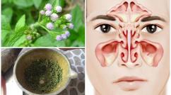 Cây Cứt Lợn Khô (Hoa Ngũ Sắc) – Thảo Dược Hỗ Trợ Điều Trị Viêm Xoang