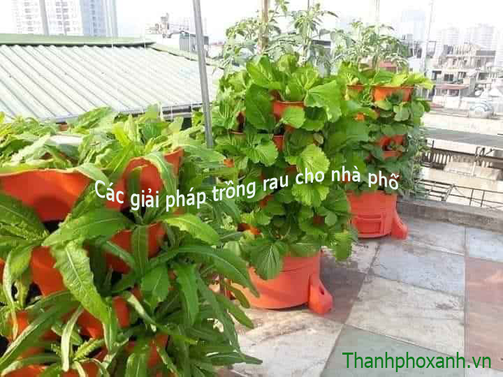 dụng cụ trồng rau thông minh 